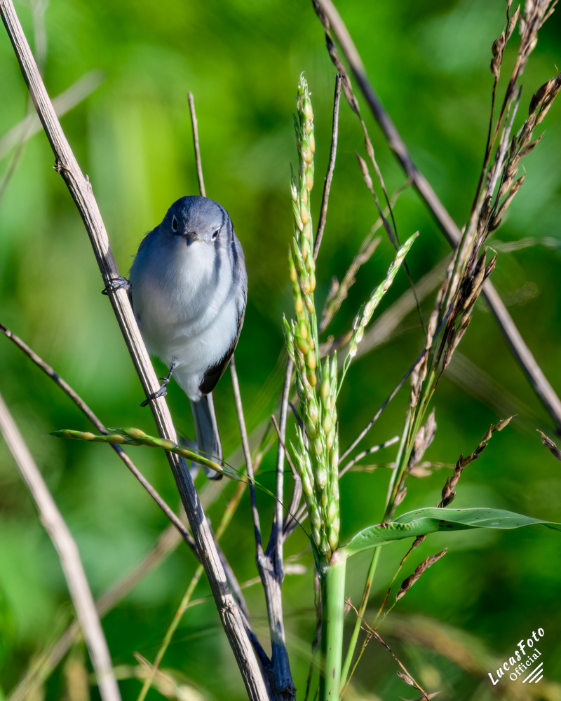 Blue-gray Gnatcatcher