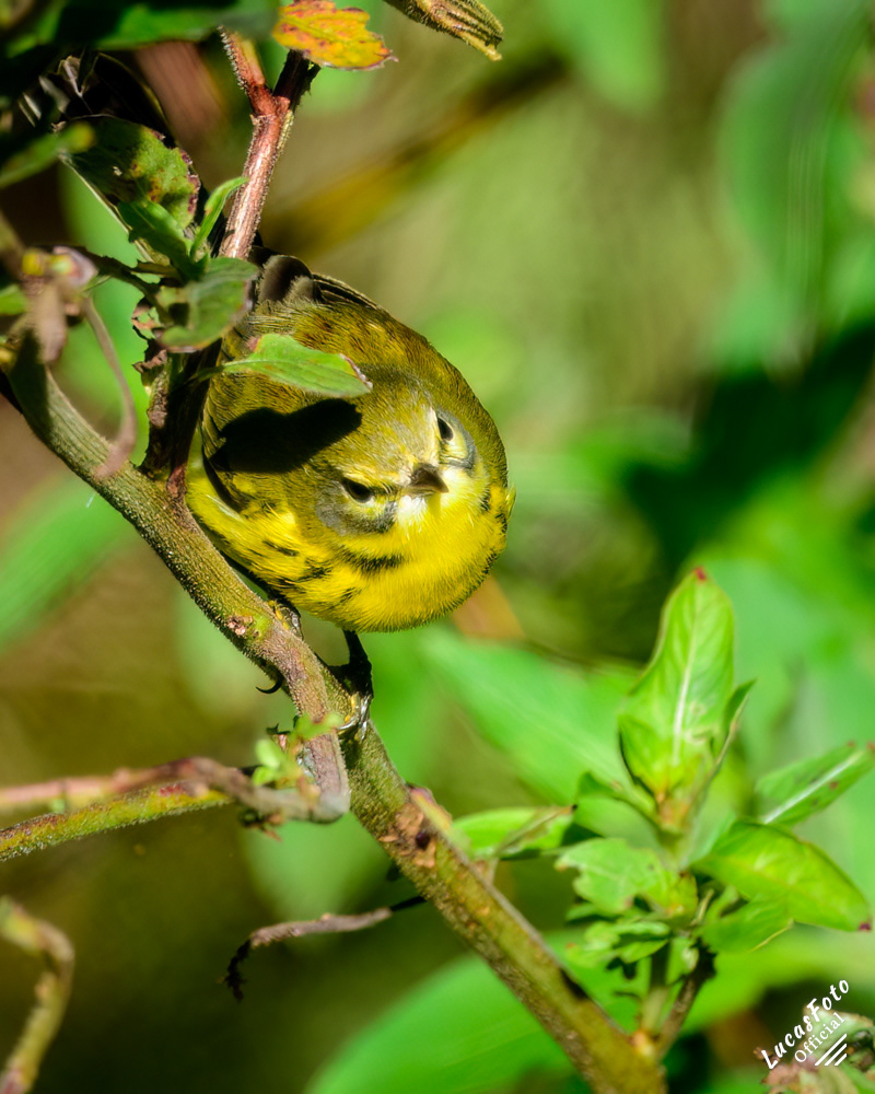 Prairie Warbler