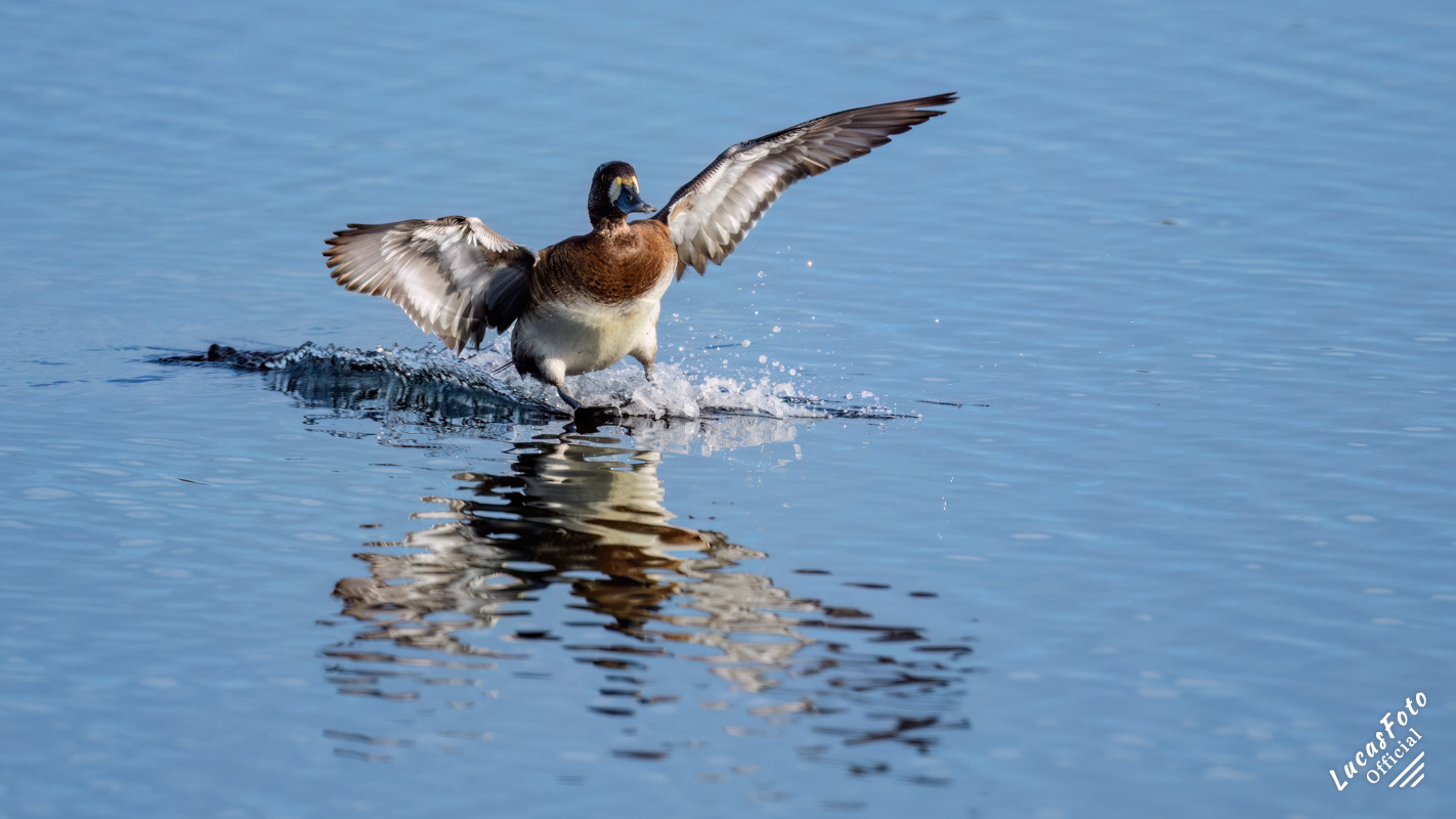 Lesser Scaup