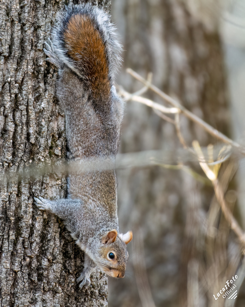 Gray Squirrel