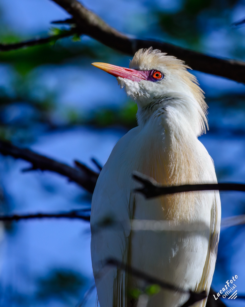 Cattle Egret