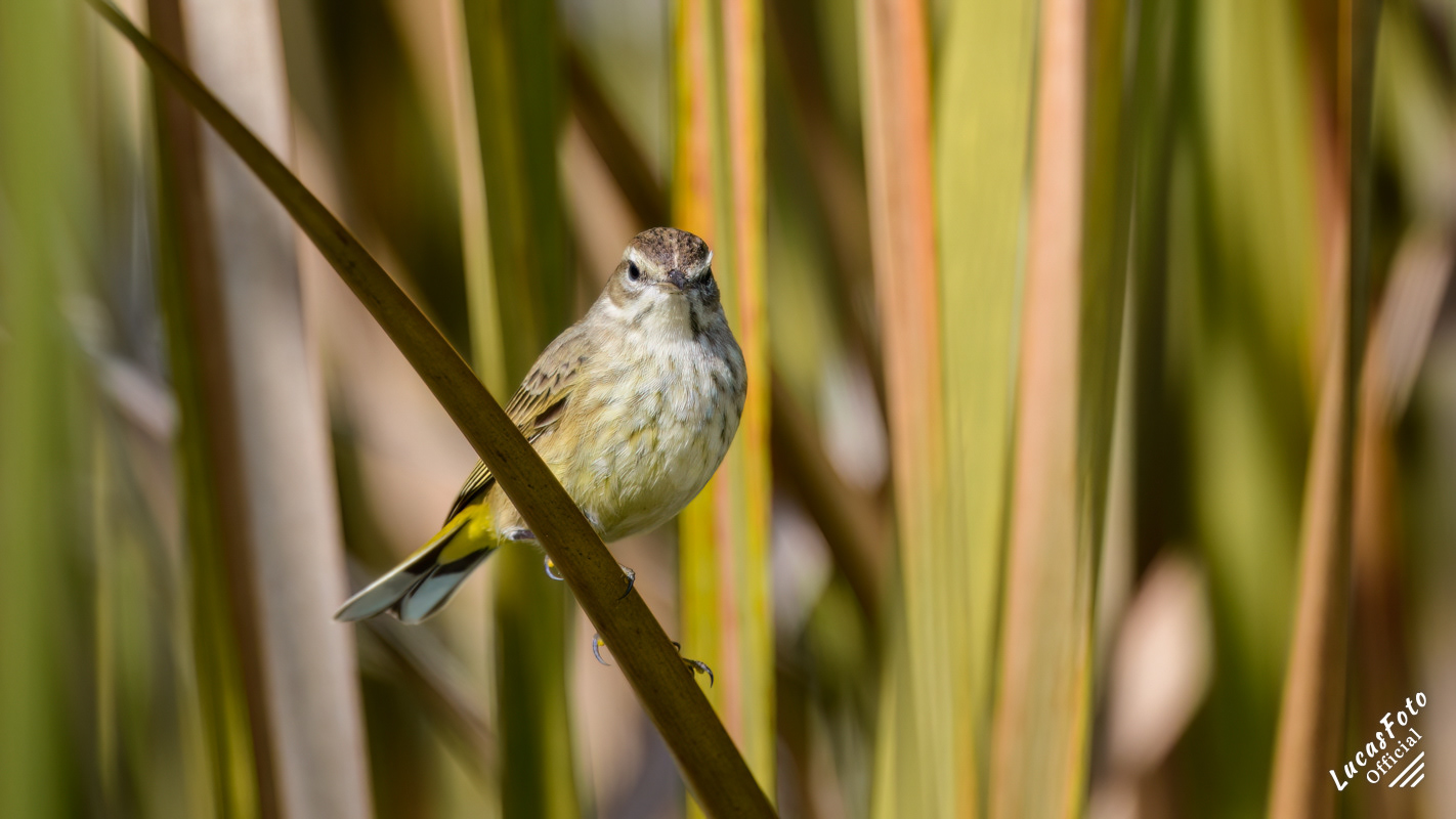 Palm Warbler