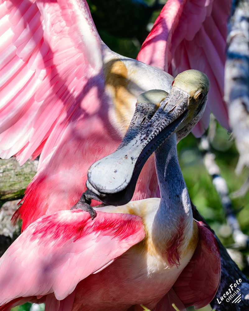 Roseate Spoonbill