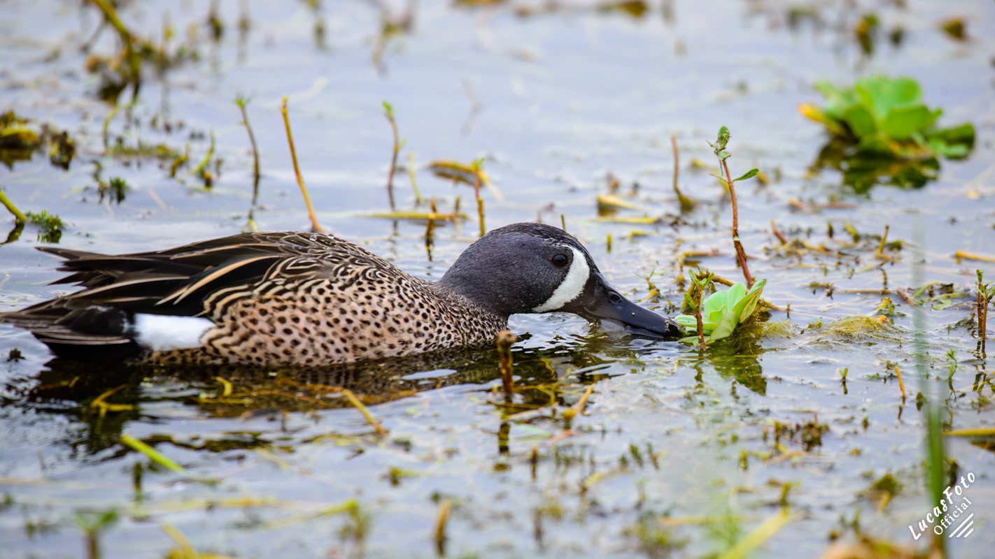 Blue-winged Teal
