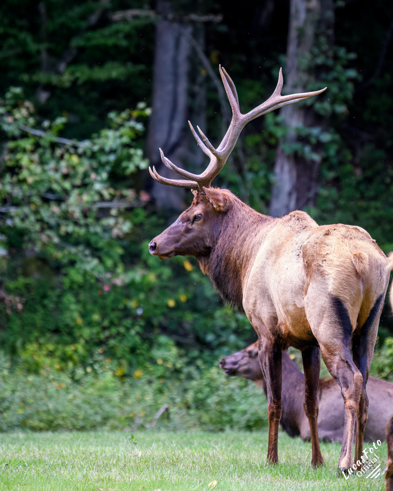 Elk