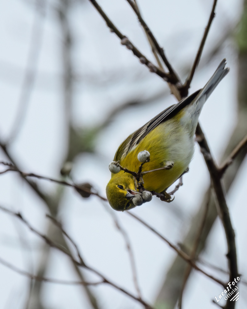 Pine Warbler
