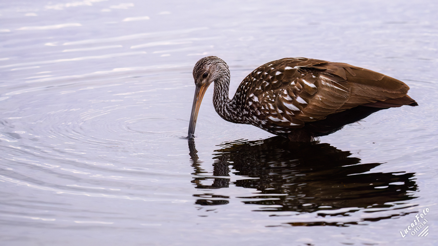 Limpkin