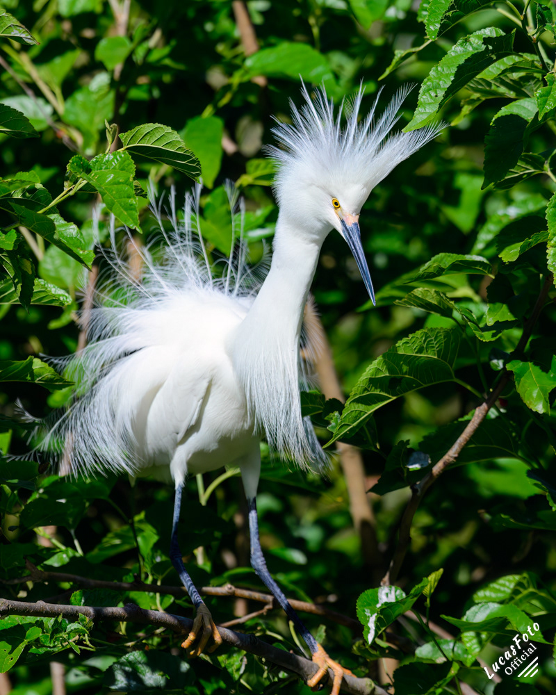 Snowy Egret