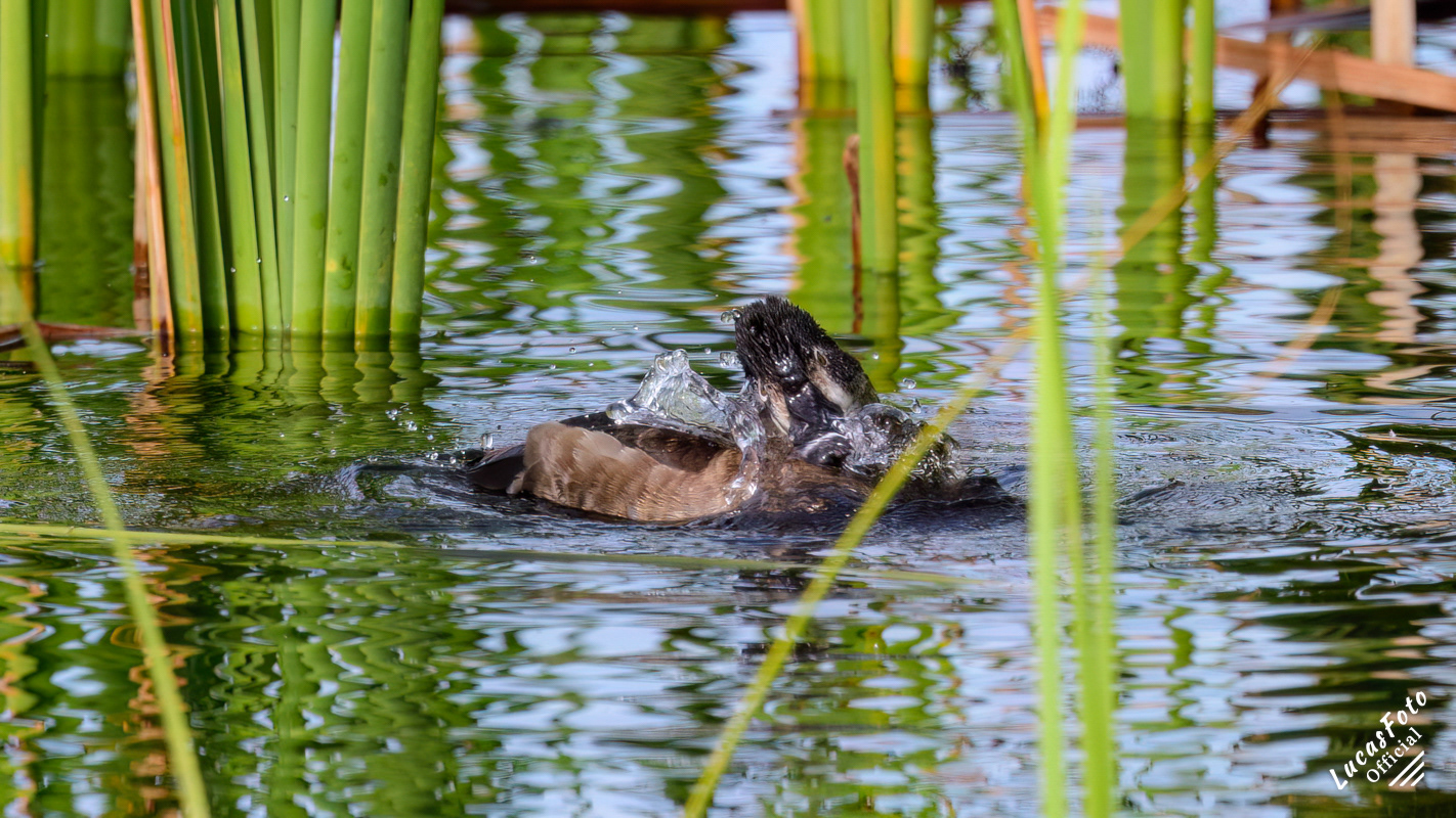 Ring-necked Duck