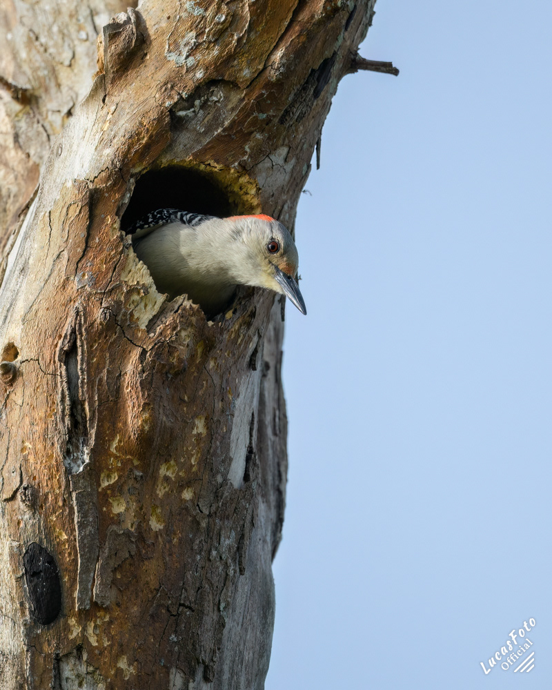 Red-bellied Woodpecker