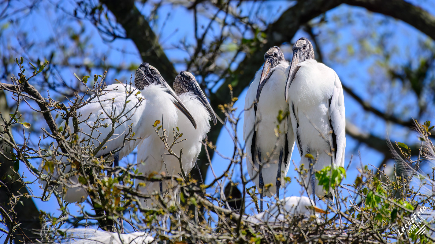 Wood Stork