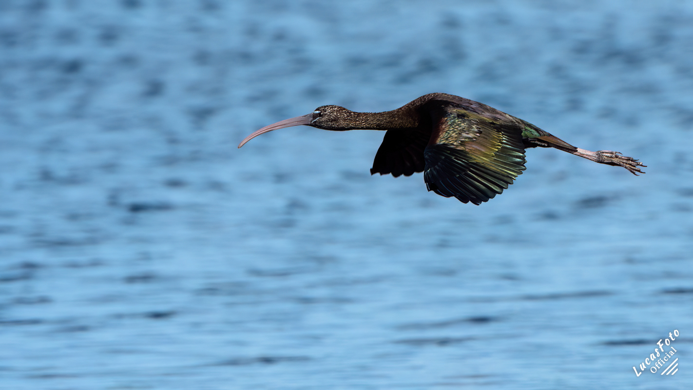 Glossy Ibis