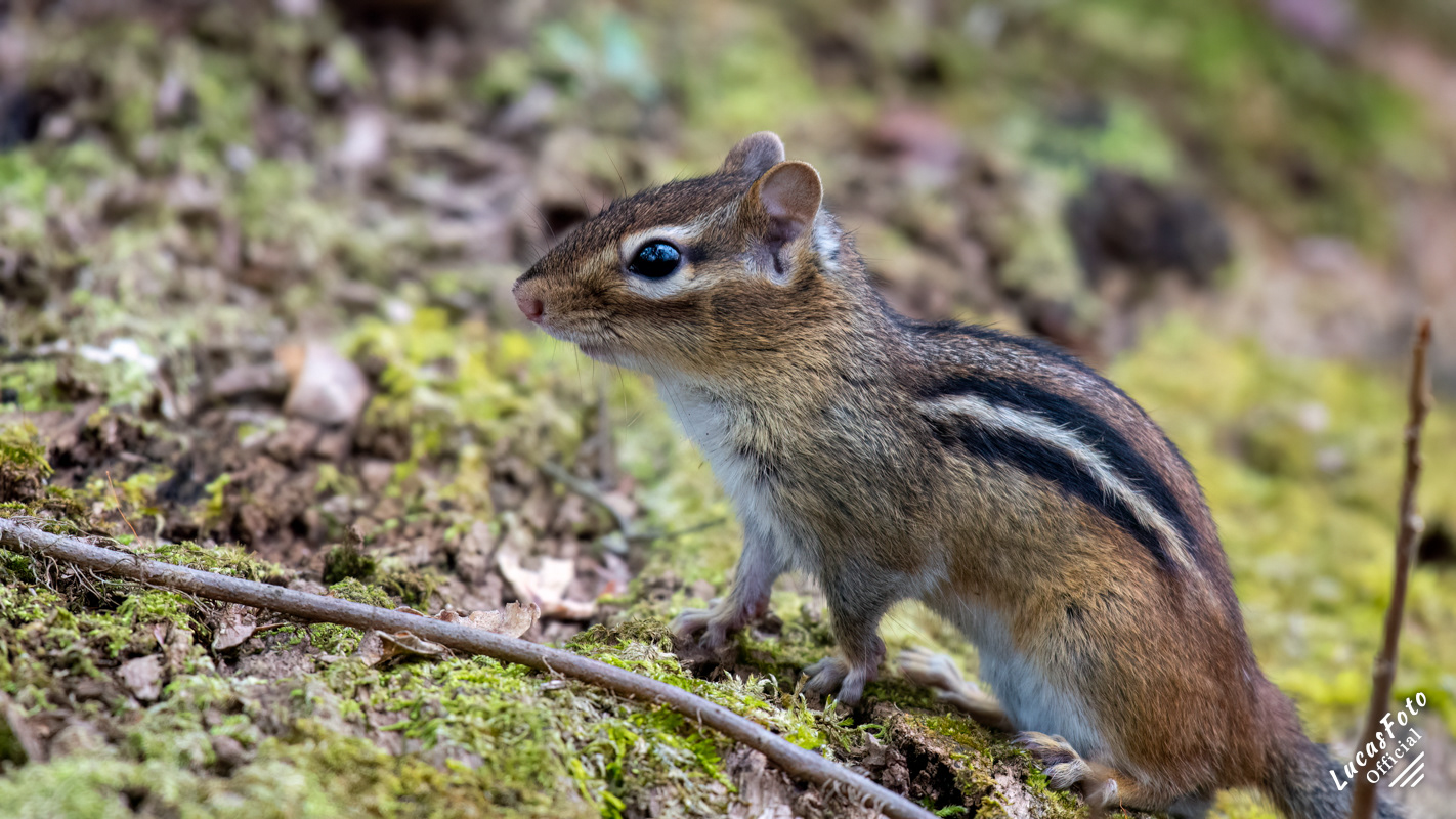 Chipmunk