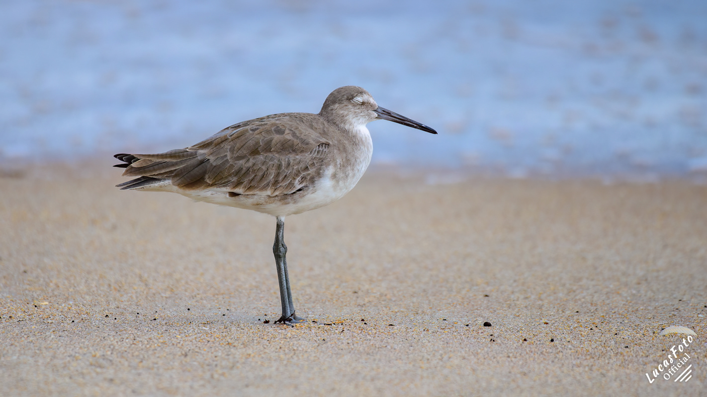 Willet