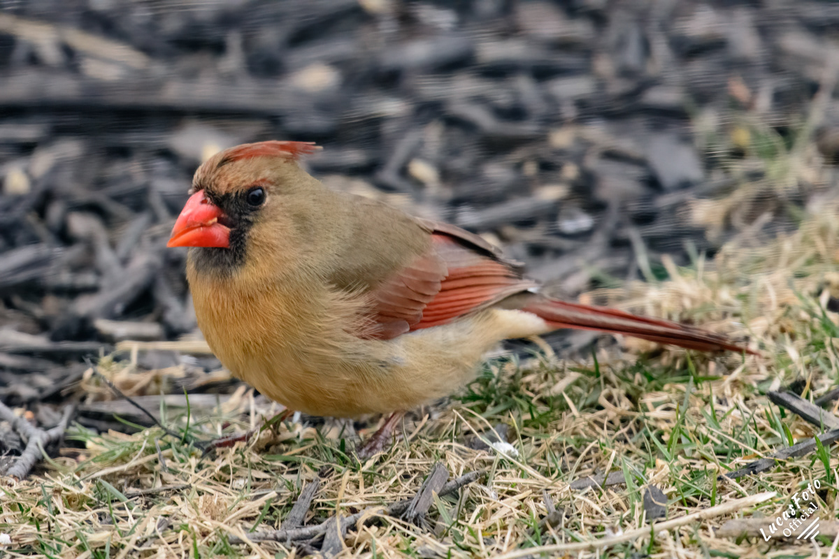 Northern Cardinal