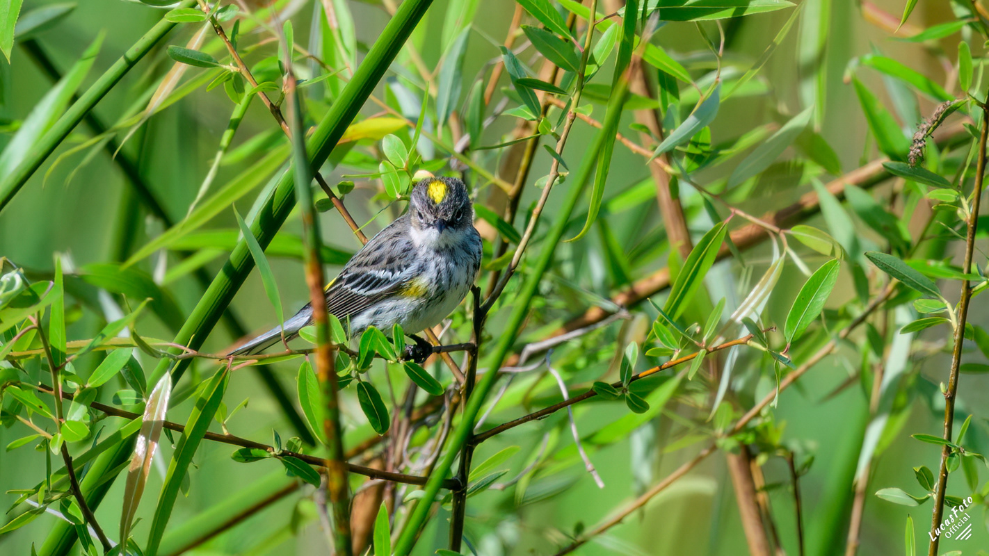 Yellow-rumped Warbler