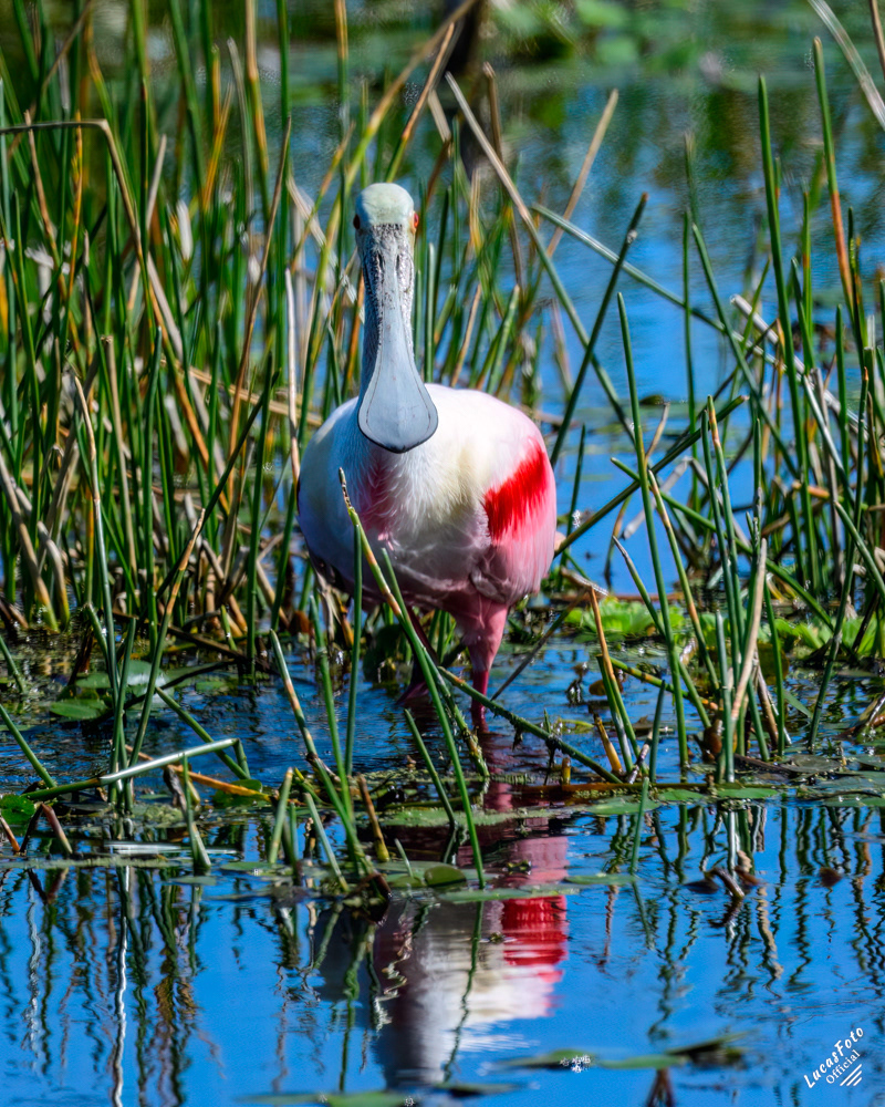 Roseate Spoonbill
