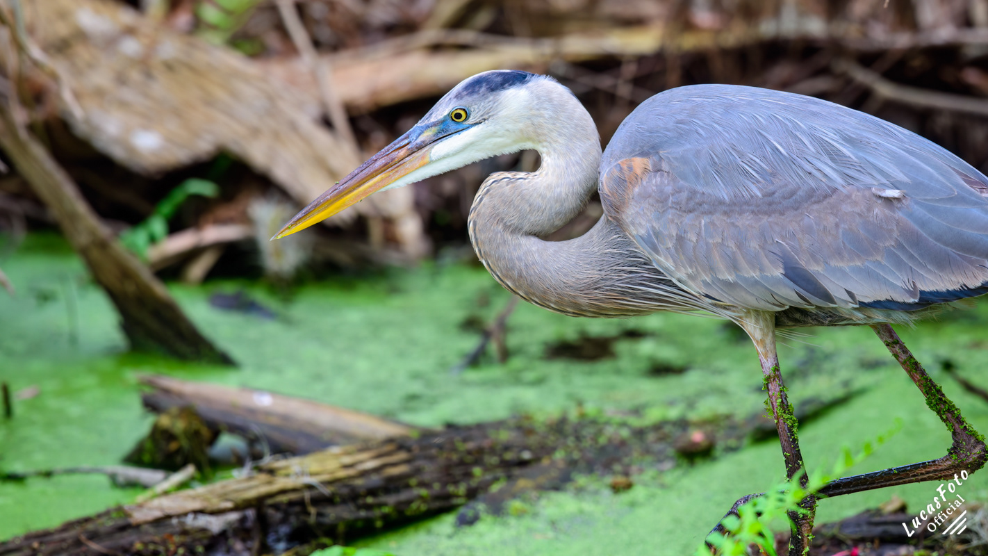 Great Blue Heron