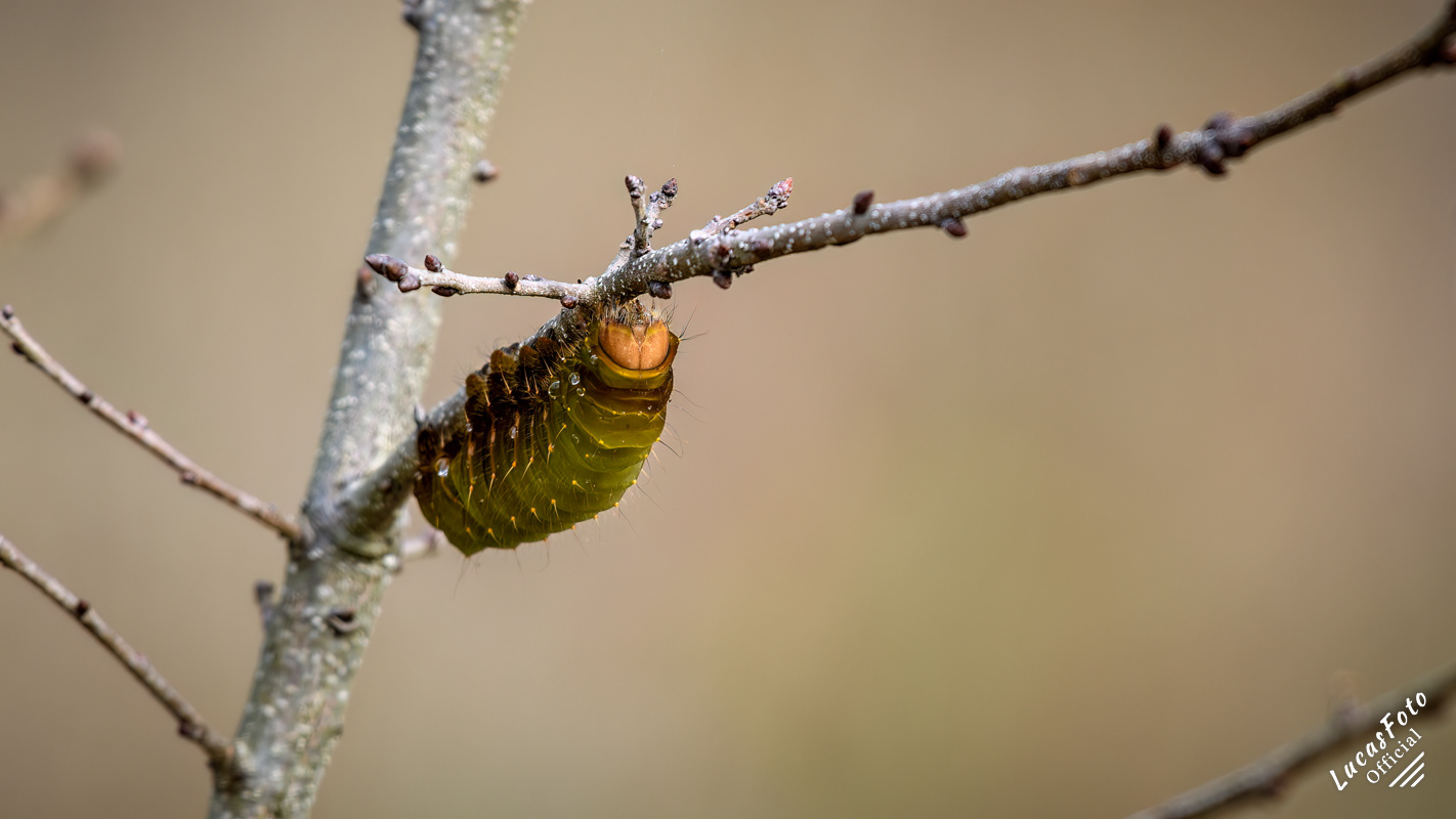 Luna Moth Caterpillar