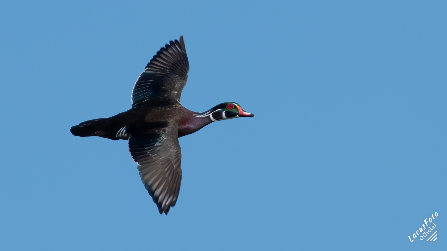 Wood Duck