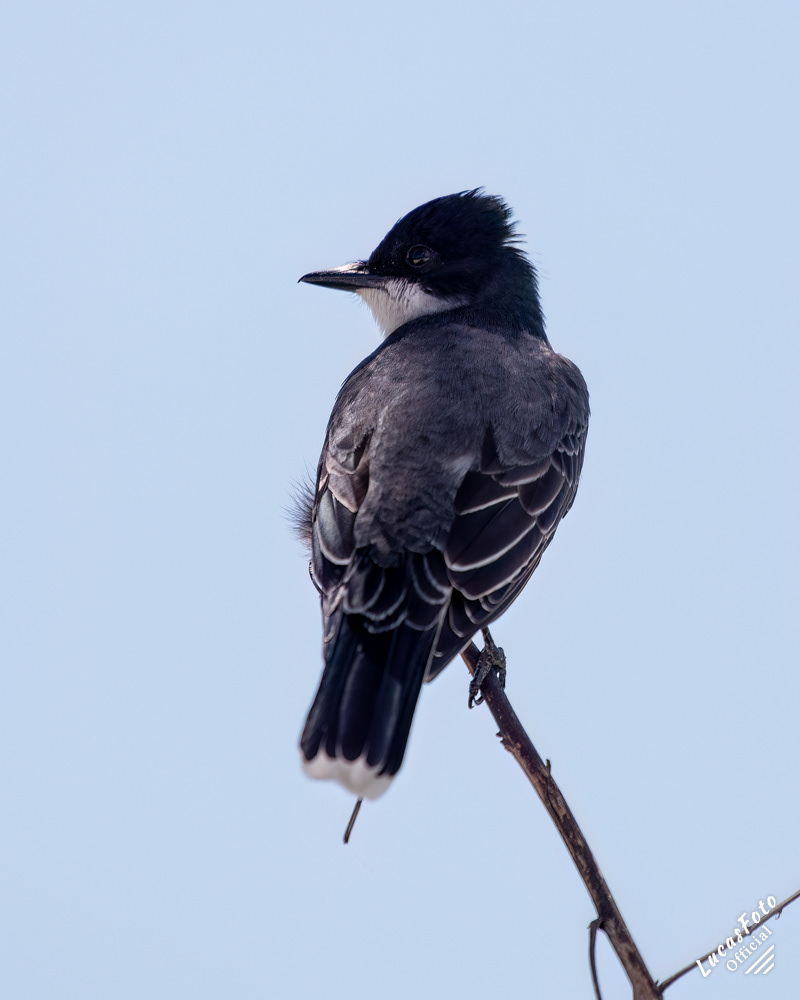 Eastern Kingbird
