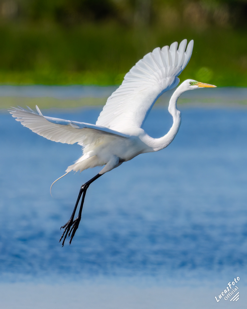 Great Egret