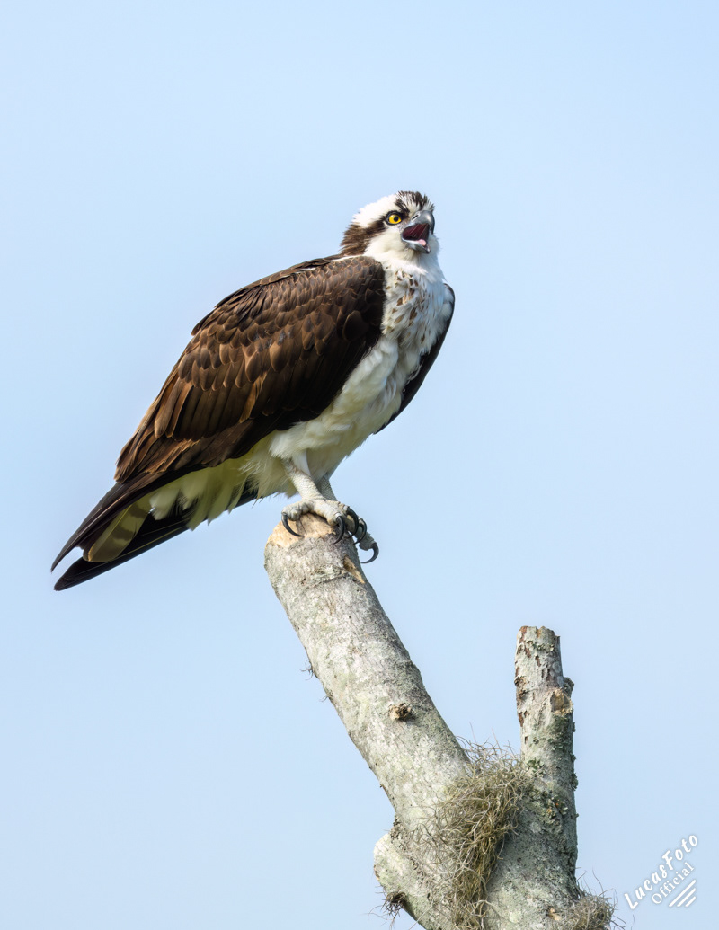 Osprey