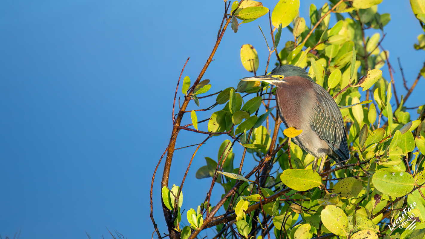 Green Heron