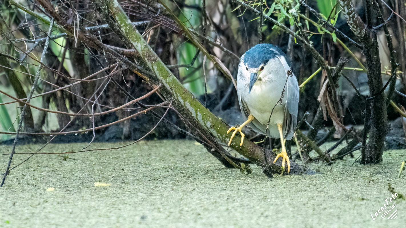 Black-crowned Night Heron