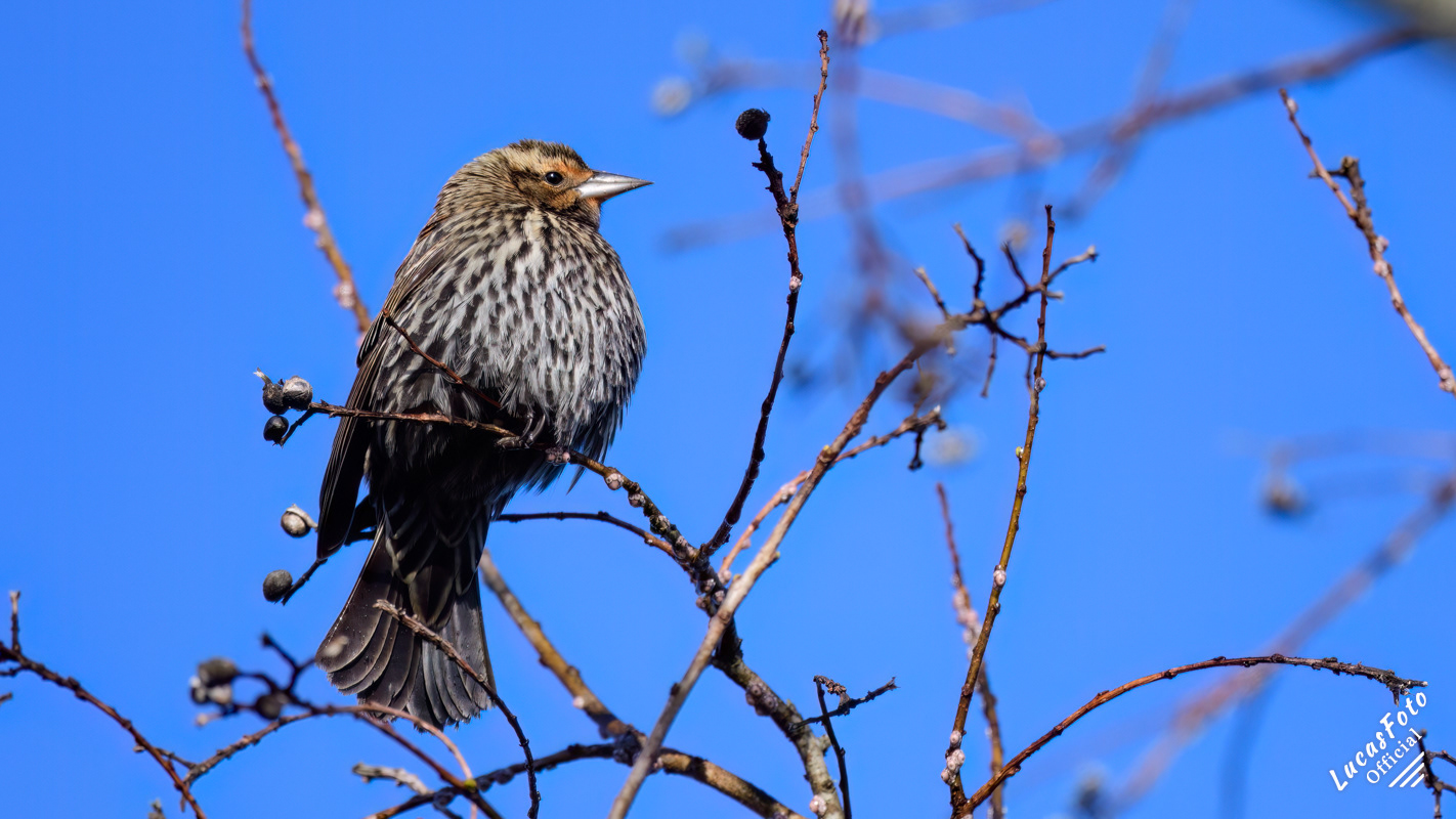 Red-winged Blackbird