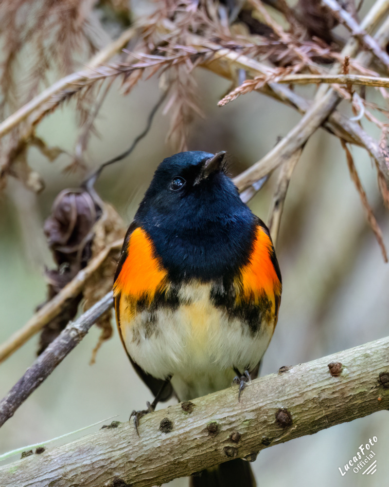 American Redstart