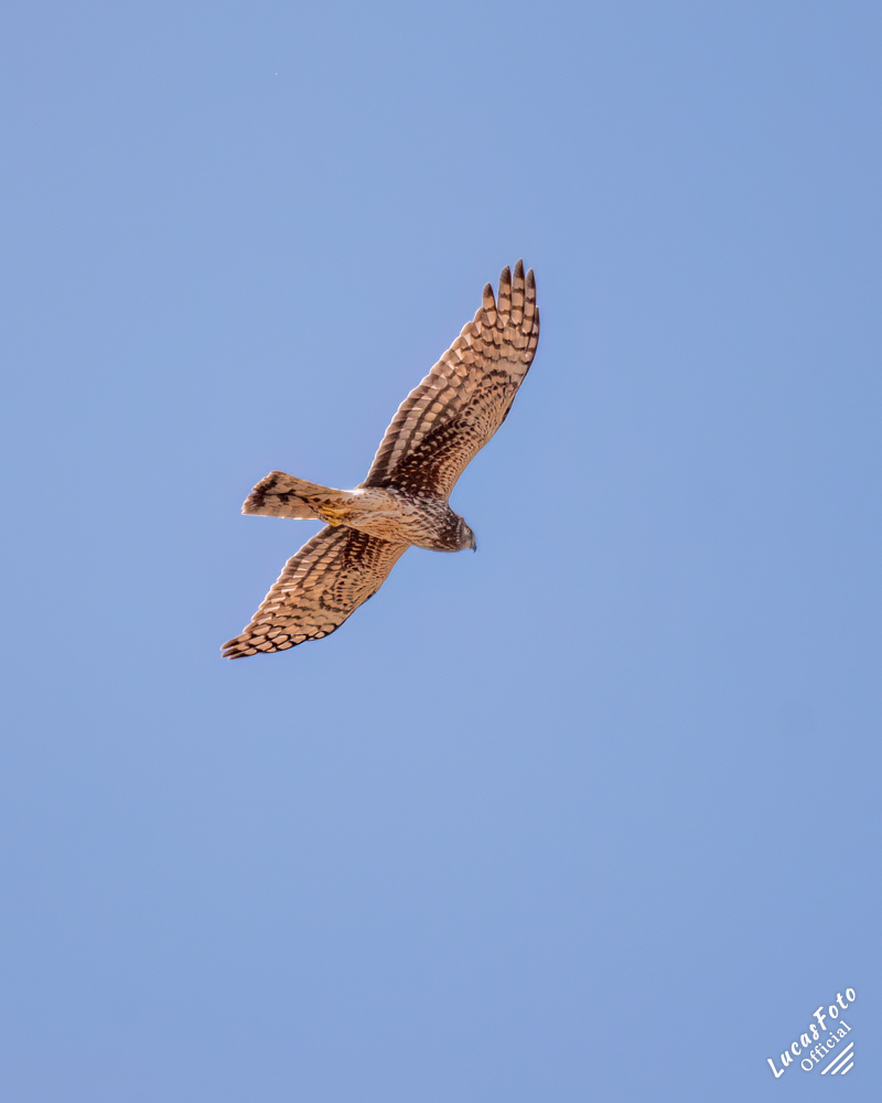 Northern Harrier