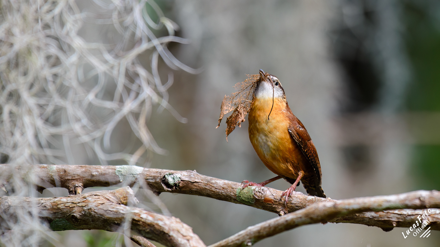 Carolina Wren