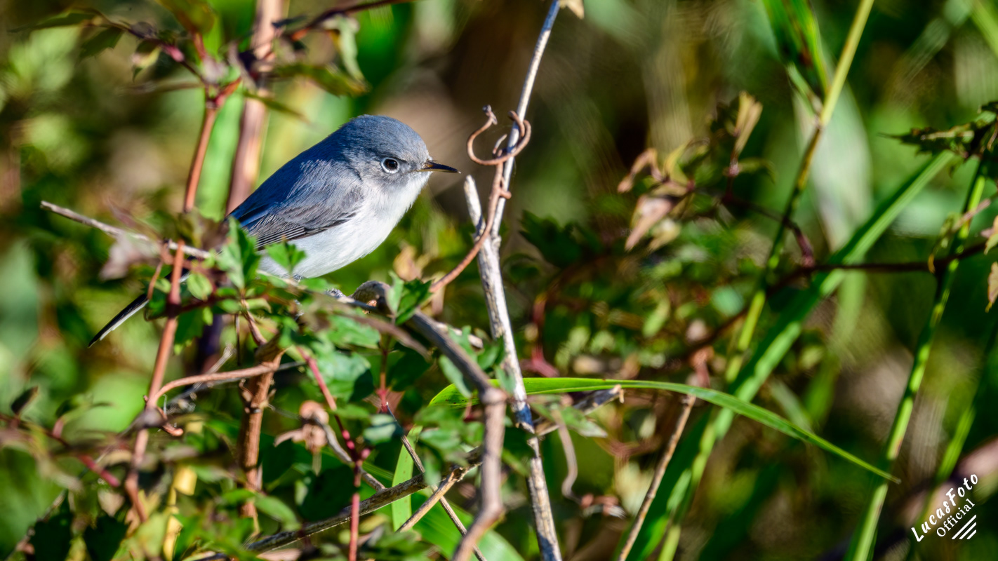 Blue-gray Gnatcatcher