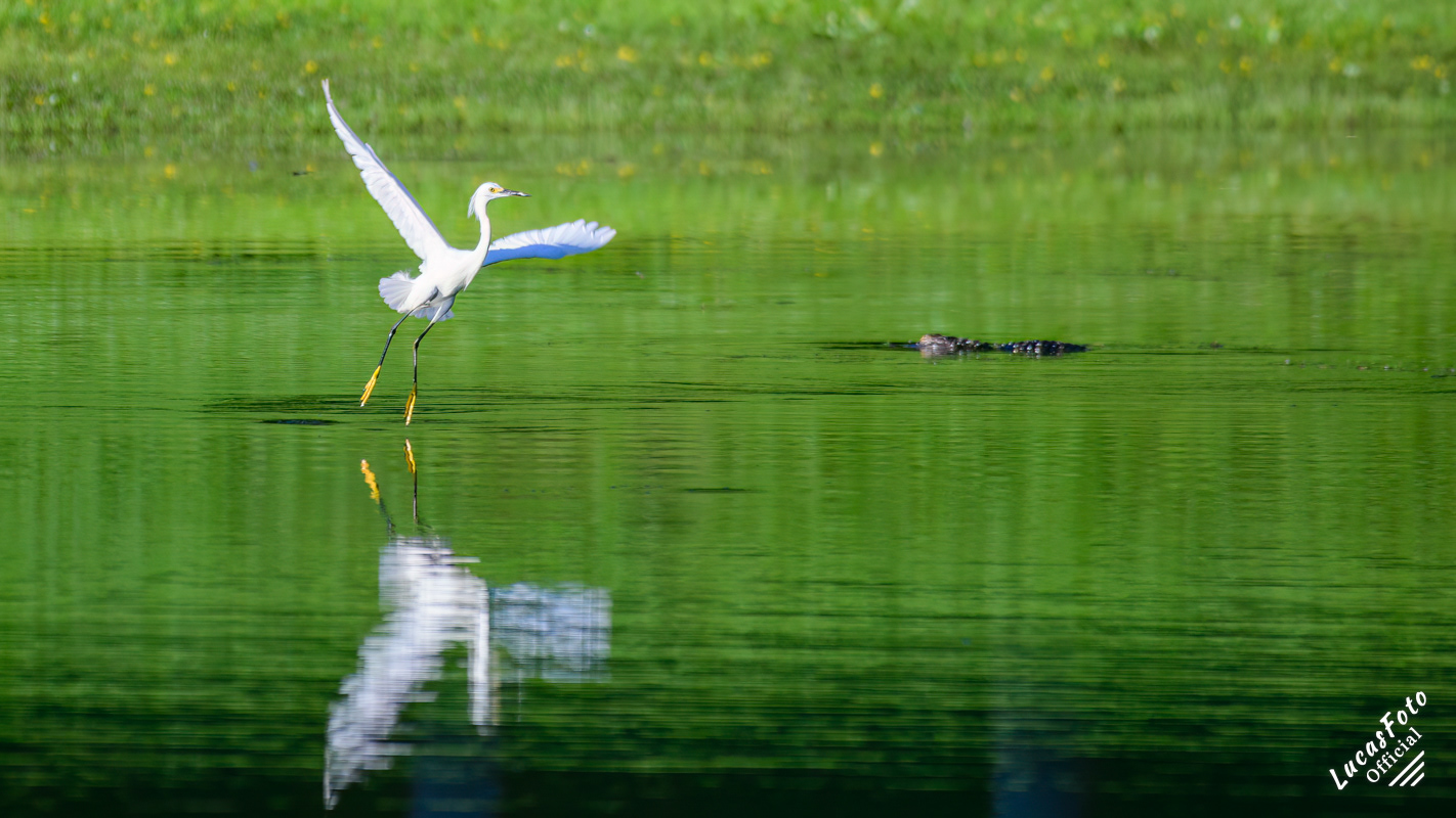 Snowy Egret