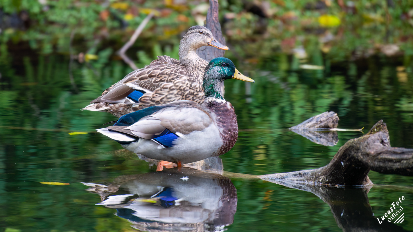 Mallard Duck