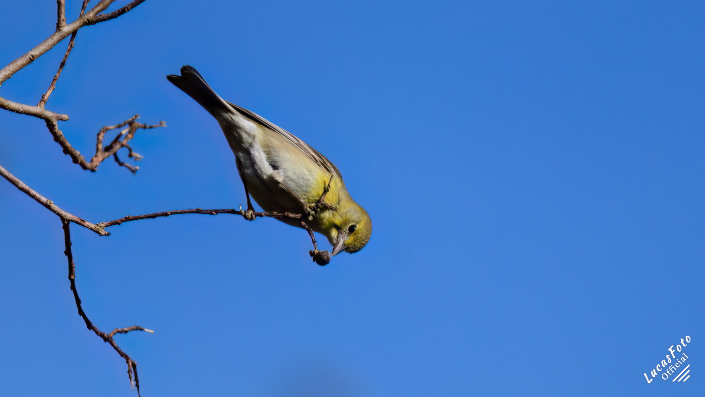 Pine Warbler