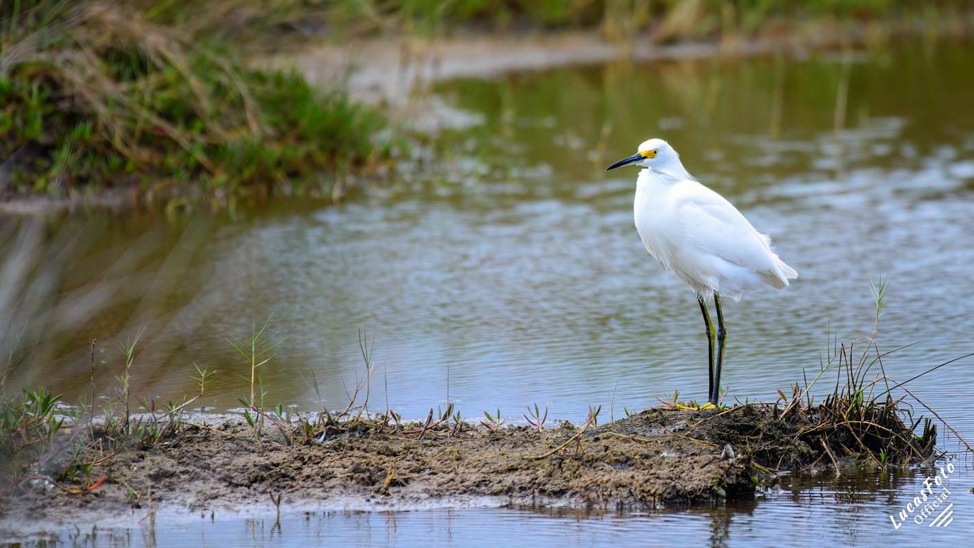 Snowy Egret