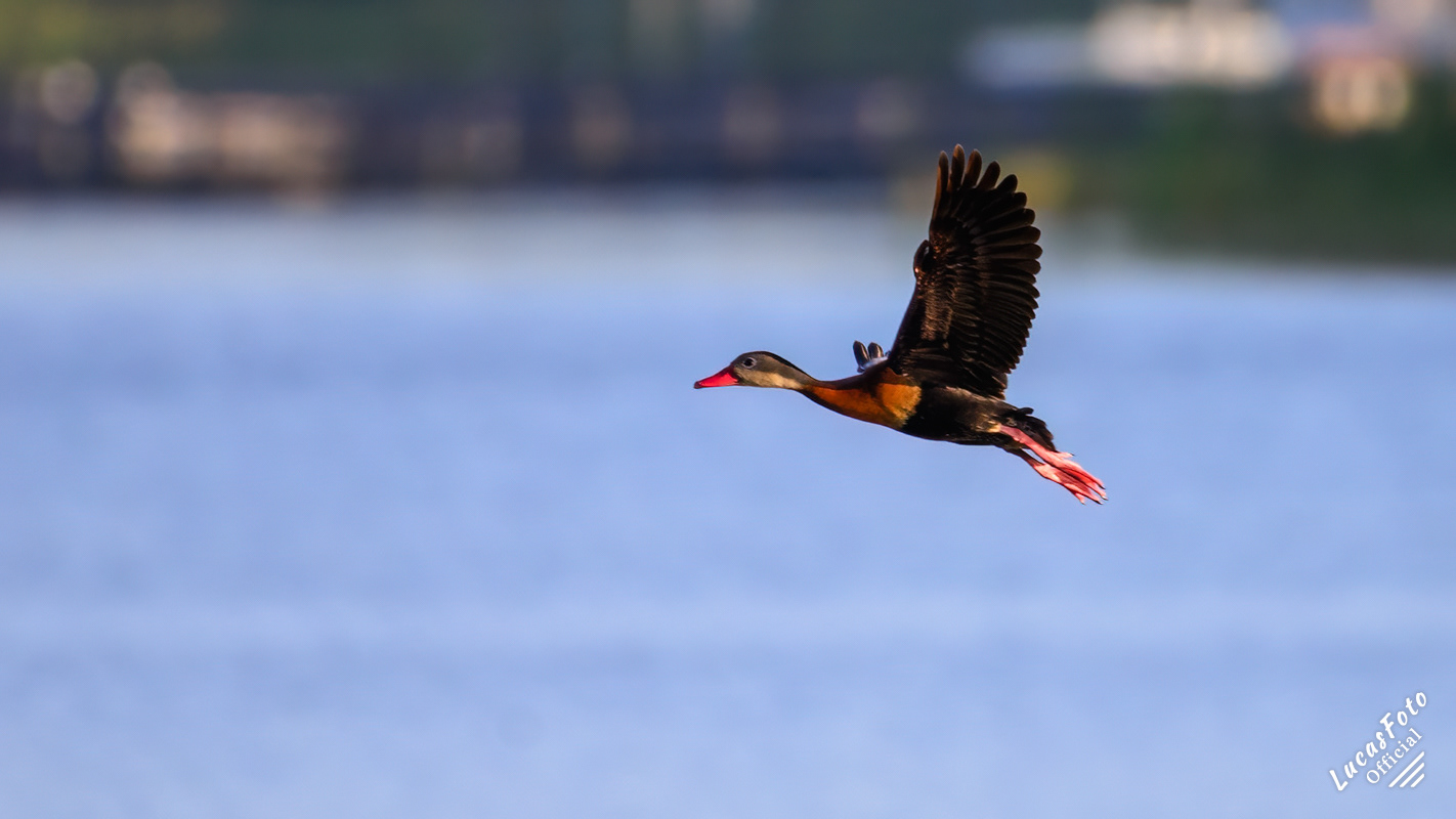 Black-bellied Whistling-Duck