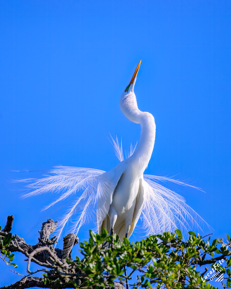 Great Egret