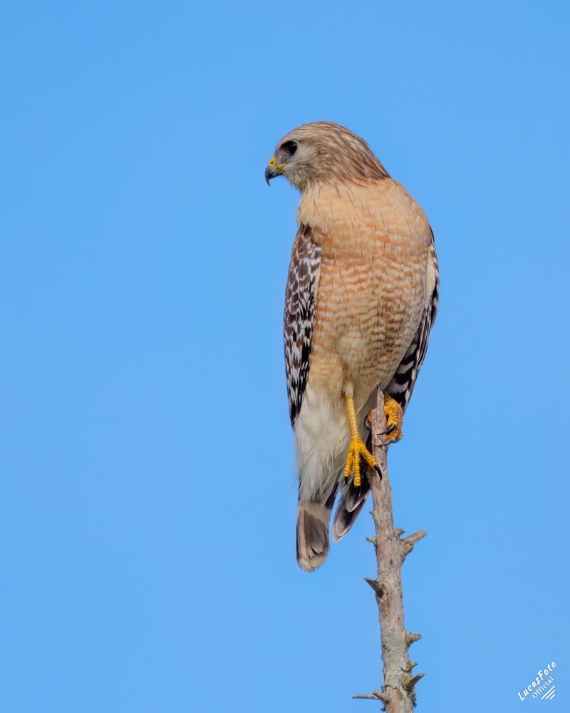 Red-shouldered Hawk
