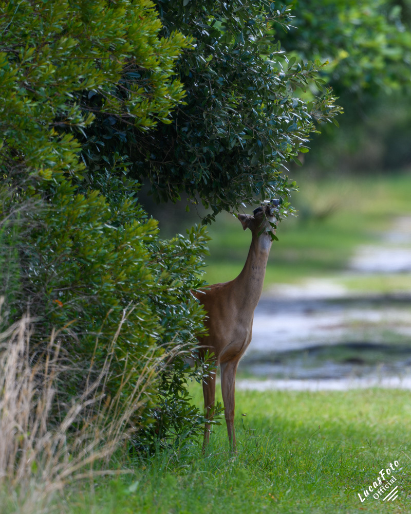 Whitetail