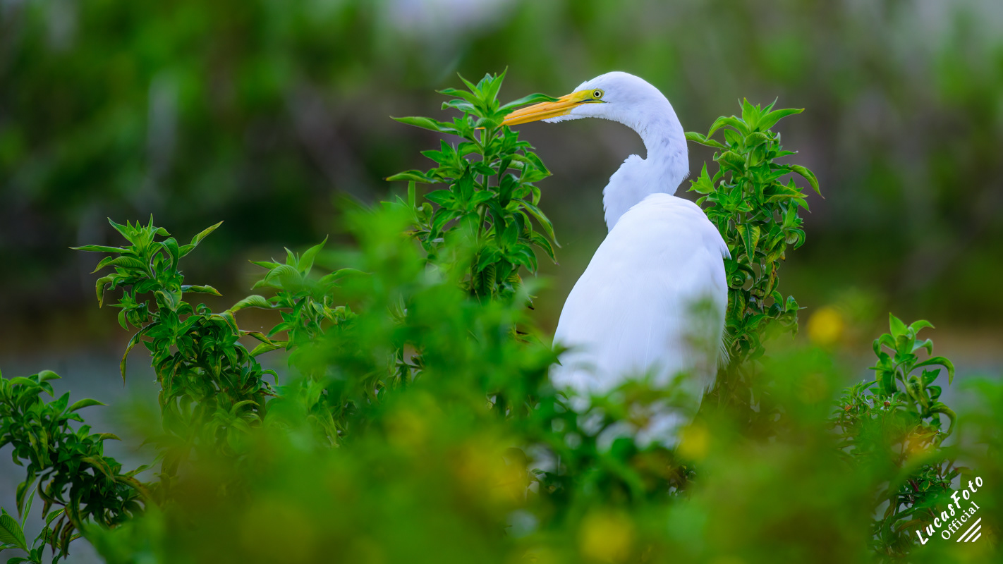 Great Egret