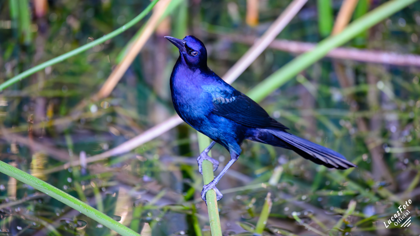 Boat-tailed Grackle