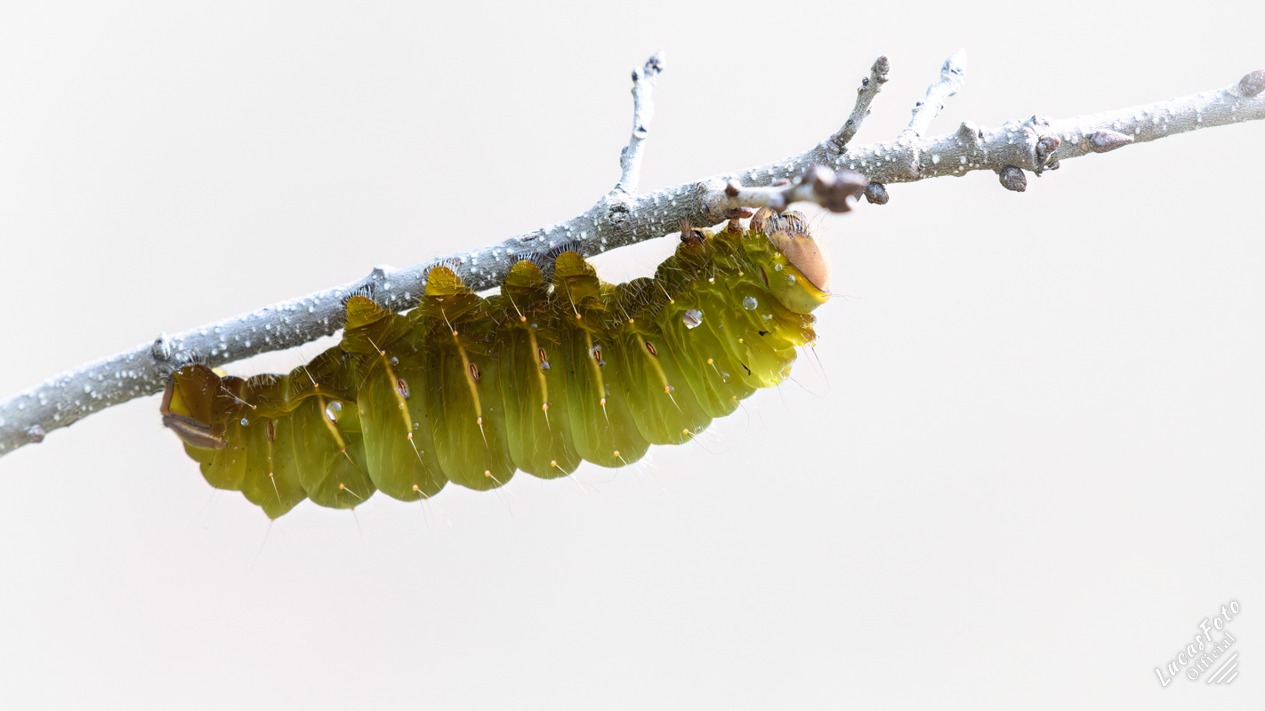 Luna Moth Caterpillar