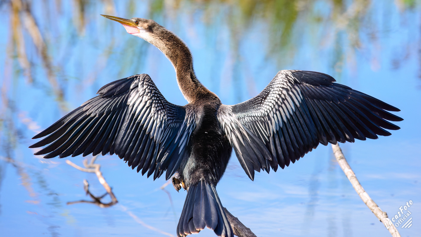 Anhinga