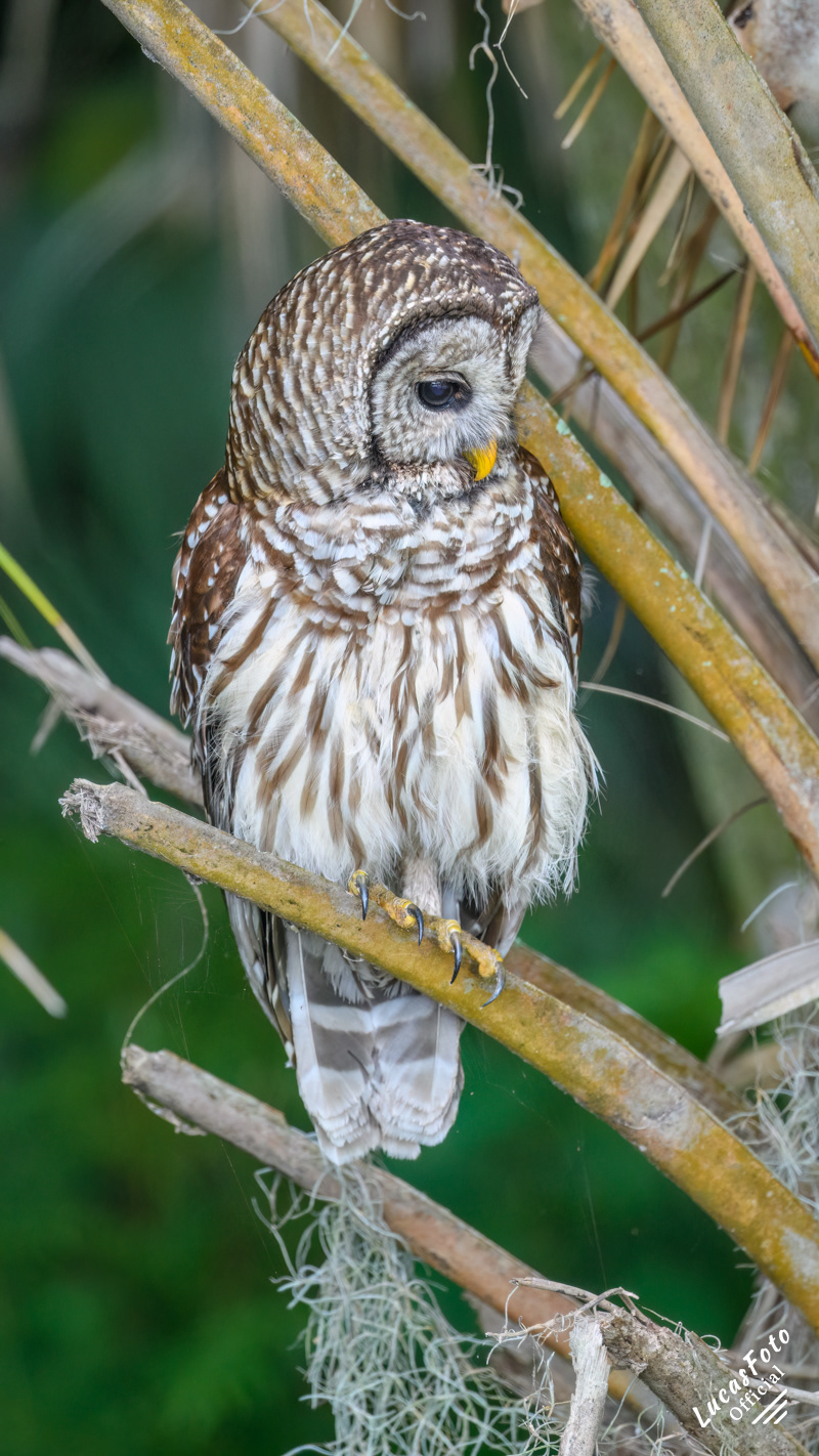 Barred Owl
