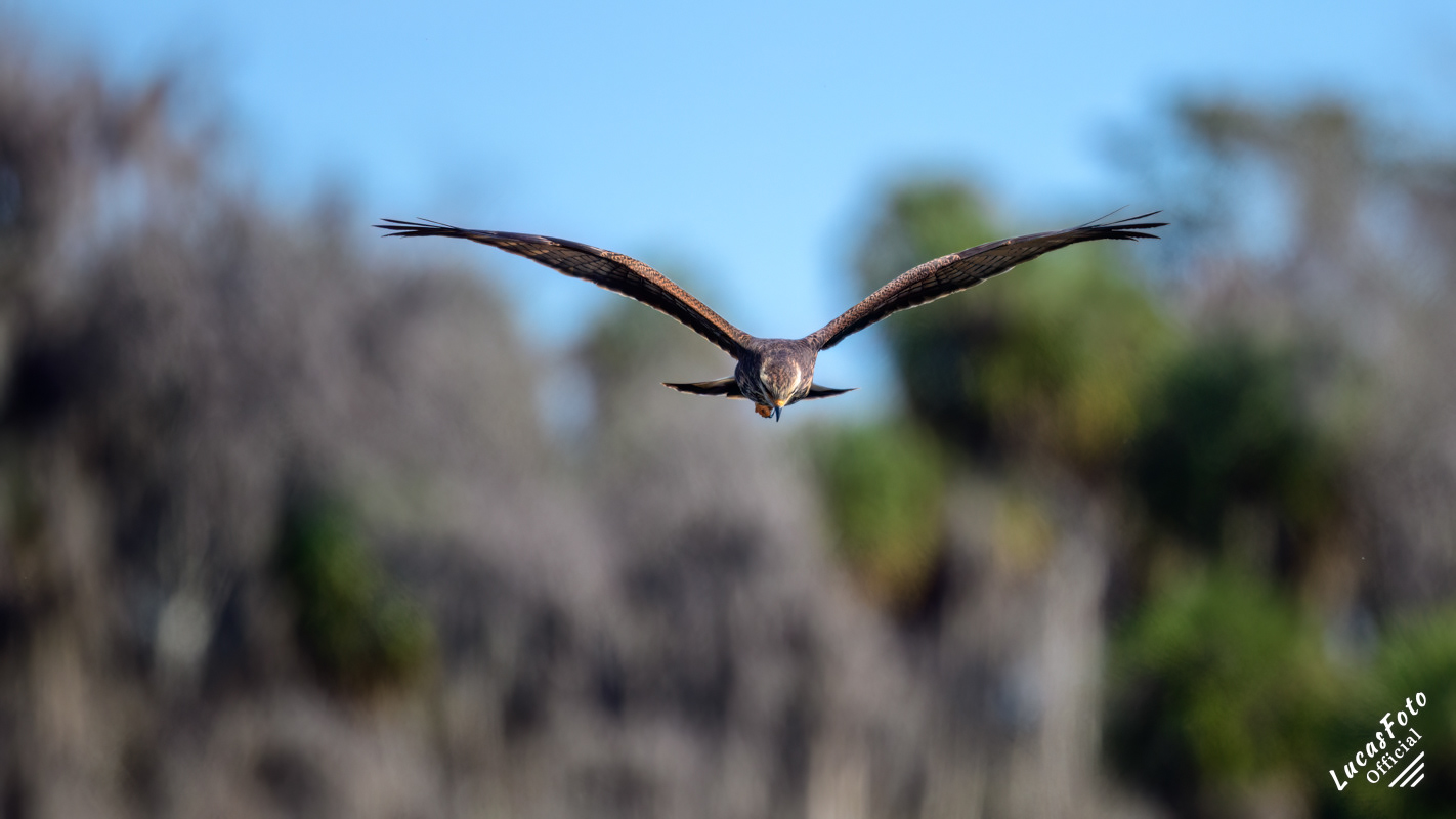 Snail Kite