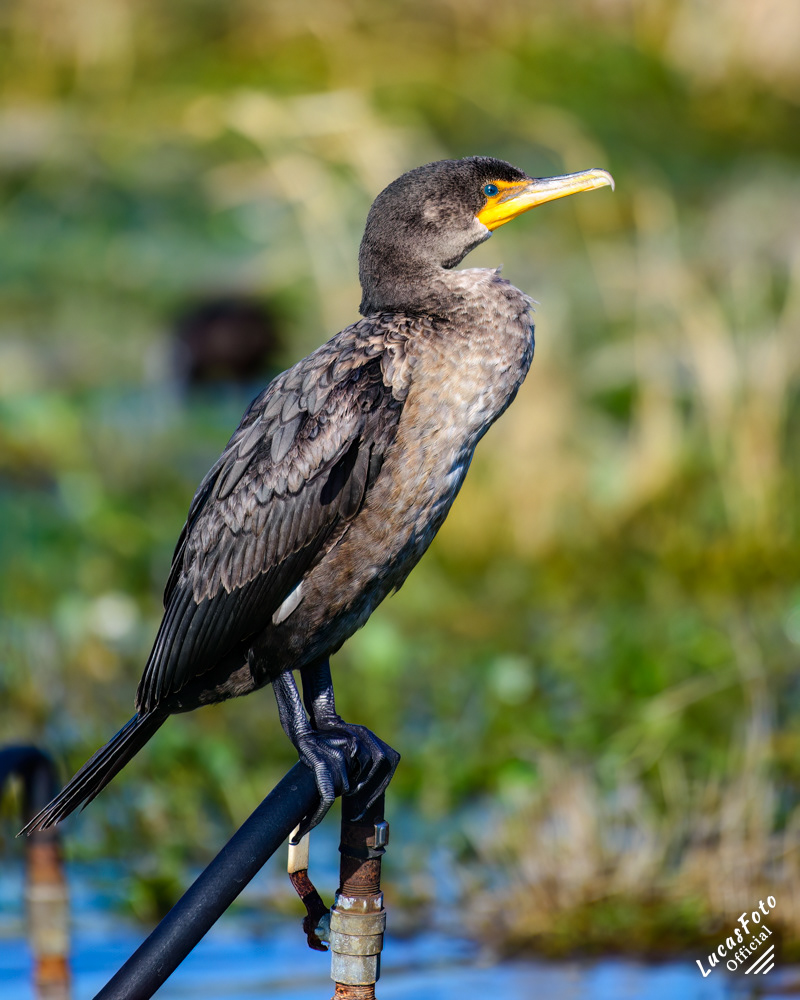 Double-crested Cormorant