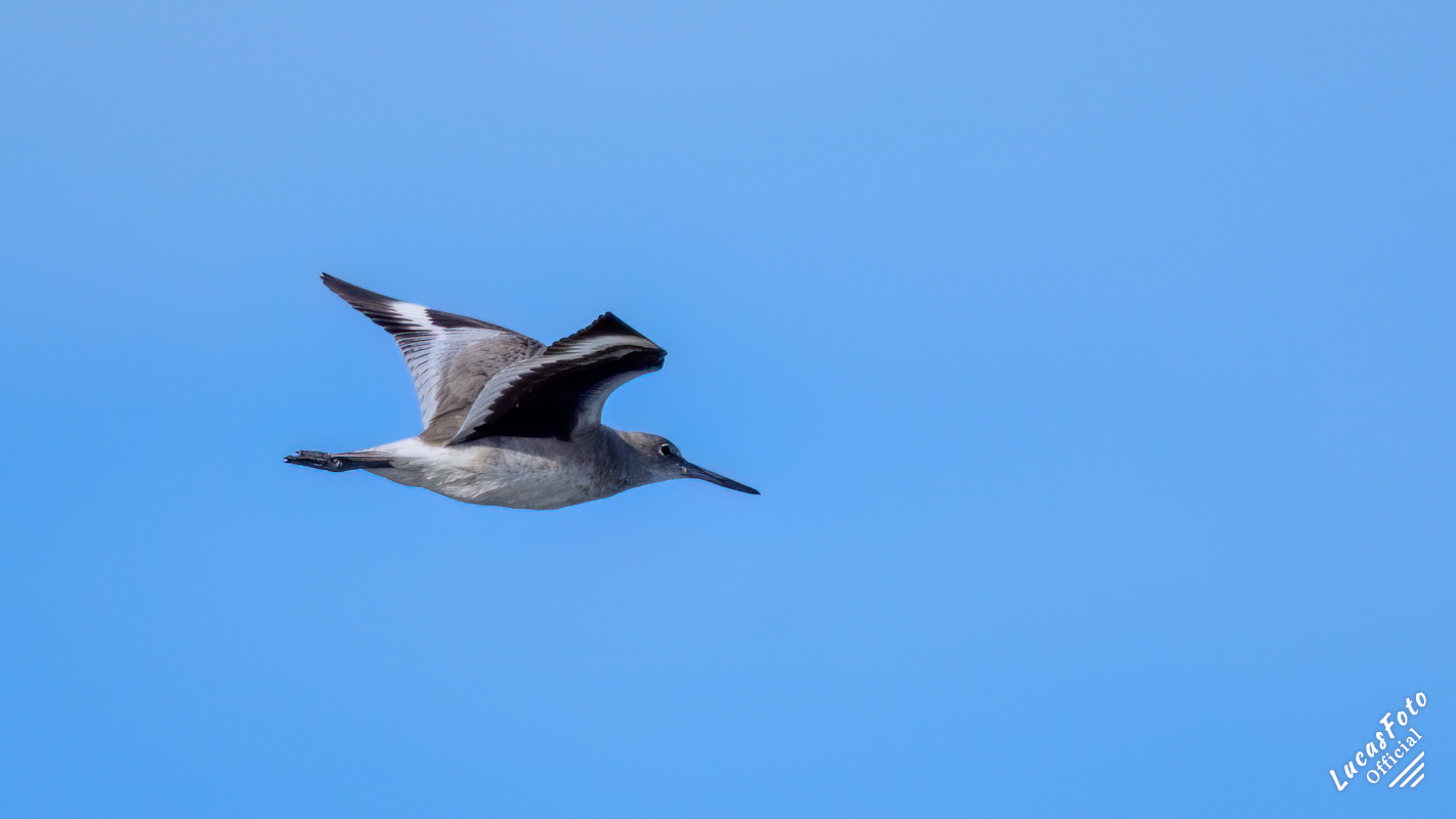 Willet